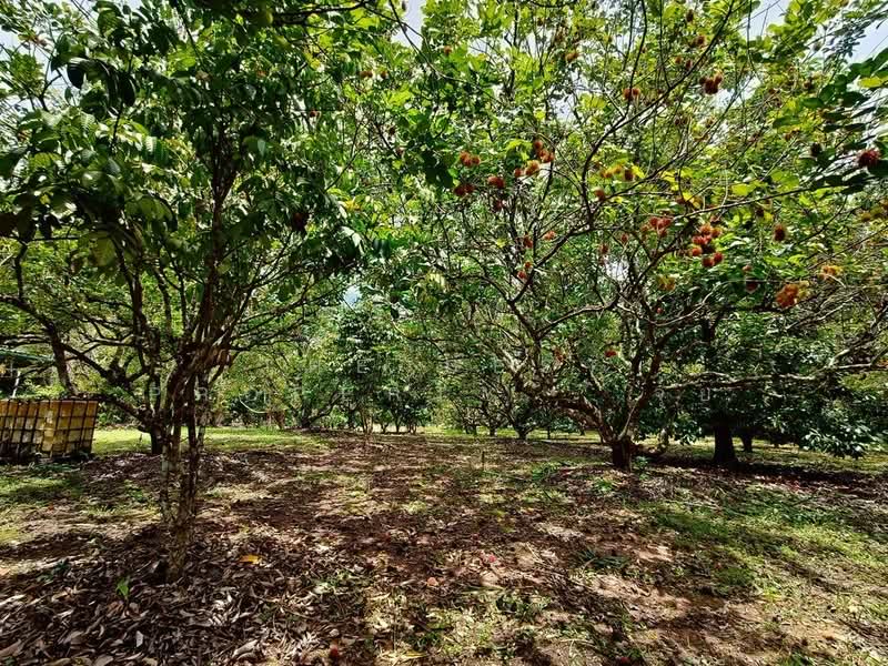 ที่ดินเขาคิชฌกูฏ จันทบุรี, Chanthaburi, Khlong Plu, Kao Kichakut, Chanthaburi, , 21,132 sqm, Land For Sale, by The Best Property จุ้ย, 500372256 - DDproperty.com