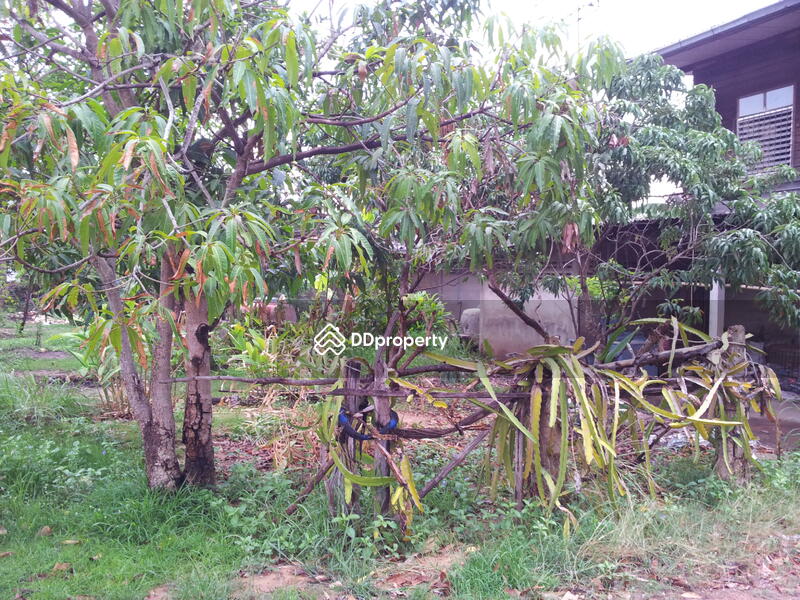 ที่ดินเปล่าในชุมชน โกสุมพิสัย, Maha Sarakham, 13451 -, Hua Khwang, Kosum Phisai, Maha Sarakham, , 380 sqm, Land For Sale, by ธีระชัย อมรเพชรสถาพร, 5003723 - DDproperty.com