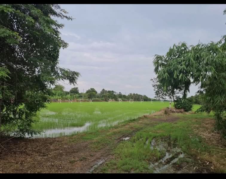 Land, Pathum Thani, , Nong Sam Wang, Nong Sua, Pathum Thani, , 96,000 sqm, Land For Sale, by Connex Property, 500374880 - DDproperty.com