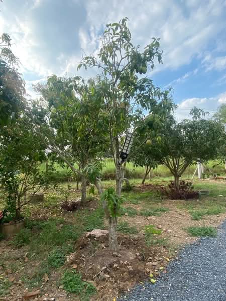 Kanokkull 3 Khlong 14, Pathum Thani, , Nong Sam Wang, Nong Sua, Pathum Thani, 2 Bedrooms, 400 sqm, Single Detached House For Sale, by Connex Property, 500374885 - DDproperty.com