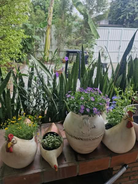 Prachaniwet 3, Nonthaburi, Prachaniwet 3 Road, Tha-Sai, Muang Nonthaburi, Nonthaburi, 2 Bedrooms, 120 sqm, Single Detached House For Sale, by Sirithong Saetang, 500375590 - DDproperty.com