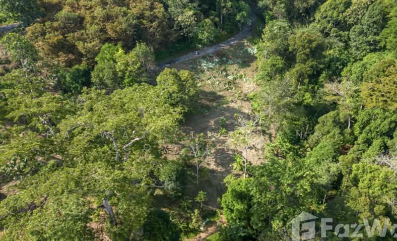 Rare 1,472 SqM Land Plot in Pa Khlok Phuket Near Gibbon Retreat Views, Phuket, Pa Khlok, Thalang, Phuket, , 1,472 sqm, Land For Sale, by Fazwaz (Thailand) Co., Ltd., 500375705 - DDproperty.com