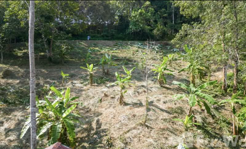 ที่ดิน 1,472 ตร.ม. ป่าคลอก ภูเก็ต ใกล้ Gibbon Retreat วิวสวยหายาก, ภูเก็ต, ป่าคลอก, ถลาง, ภูเก็ต, 1,472 ตร.ม., ที่ดิน ขาย, โดย Fazwaz (Thailand) Co., Ltd., 500375705 - DDproperty.com