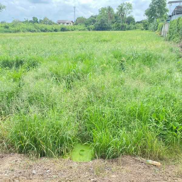 ที่ดินท่าโพธิ์ พิษณุโลก, Phitsanulok, Tha Pho, Muang Phitsanulok, Phitsanulok, , 6,768 sqm, Land For Sale, by The Best Property ออฟ, 500375708 - DDproperty.com