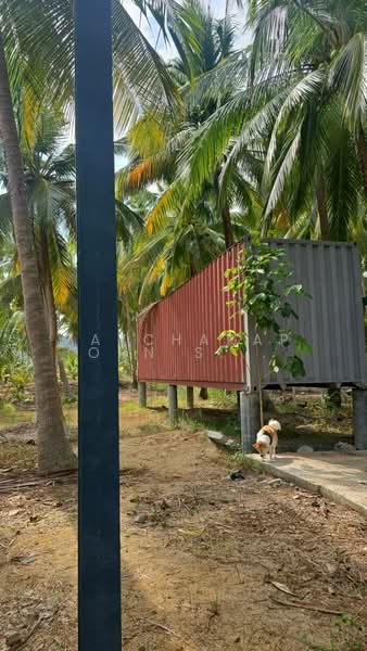 ขายที่ดินสวนมะพร้าว พร้อมบ้านพัก + คอนเทนเนอร์ 40 ฟุต ฟรี! ใกล้ชายหาด บางสะพาน จ.ประจวบคีรีขันธ์, ประจวบคีรีขันธ์, ธงชัย, บางสะพาน, ประจวบคีรีขันธ์, 3,968 ตร.ม., ที่ดิน ขาย, โดย Patcharaporn Silprasert (Patcha), 500375909 - DDproperty.com