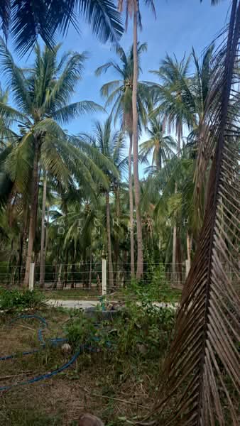 ขายที่ดินสวนมะพร้าว พร้อมบ้านพัก + คอนเทนเนอร์ 40 ฟุต ฟรี! ใกล้ชายหาด บางสะพาน จ.ประจวบคีรีขันธ์, Prachuap Khiri Khan, Thongchai, Bang Saphan, Prachuap Khiri Khan, , 3,968 sqm, Land For Sale, by Patcharaporn Silprasert (Patcha), 500375909 - DDproperty.com