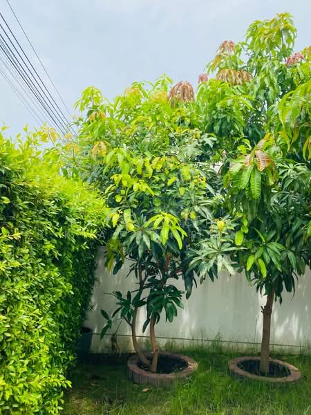 Mantana Onnut-Wongwaen 5, Bangkok, Kanchanaphisek Road, Dok Mai, Prawet, Bangkok, 3 Bedrooms, 150 sqm, Single Detached House For Sale, by Pitchocha Kiatsinpon, 500376501 - DDproperty.com