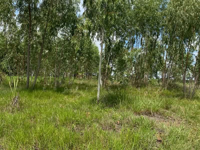ที่ดินชุมพวง นครราชสีมา, Nakhon Ratchasima, Chum Phuang, Nakhon Ratchasima, , 23,164 sqm, Land For Sale, by The Best Property จุ๋ม, 500376687 - DDproperty.com
