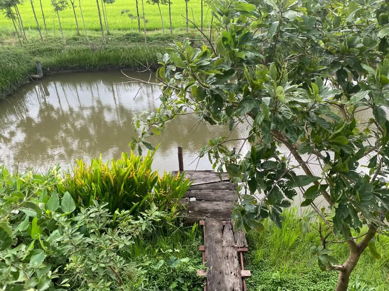 ขายที่ดิน พร้อมบ้าน มิตรไมตรี 6, Bangkok, Nong Chok, Bangkok, , 6,712 sqm, Land For Sale, by กมลกร ดาวลอย, 500377201 - DDproperty.com