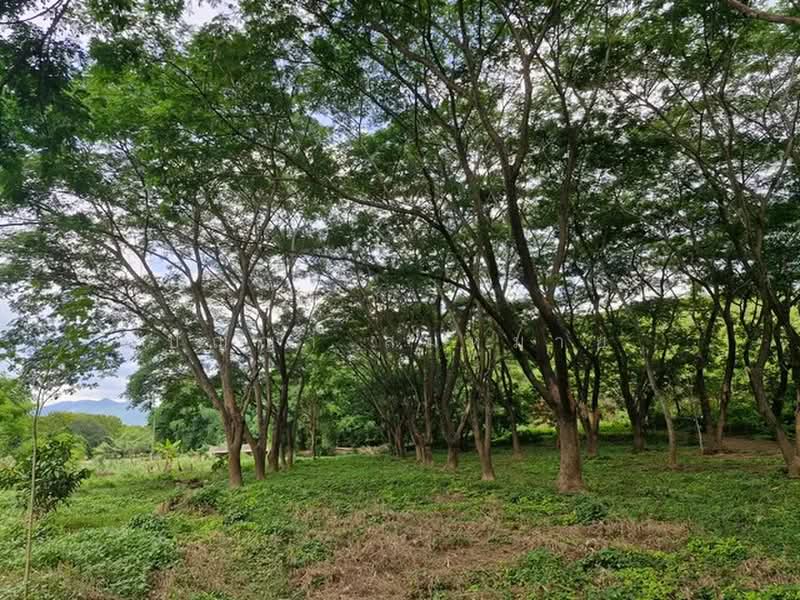 ขายที่ดินพร้อมบ้าน 2 ชั้น ไผ่โทน จังหวัดแพร่, Phrae, Phi Thon, Rong Kwang, Phrae, , 9,508 sqm, Land For Sale, by ปัญญา สมหมาย, 500377277 - DDproperty.com