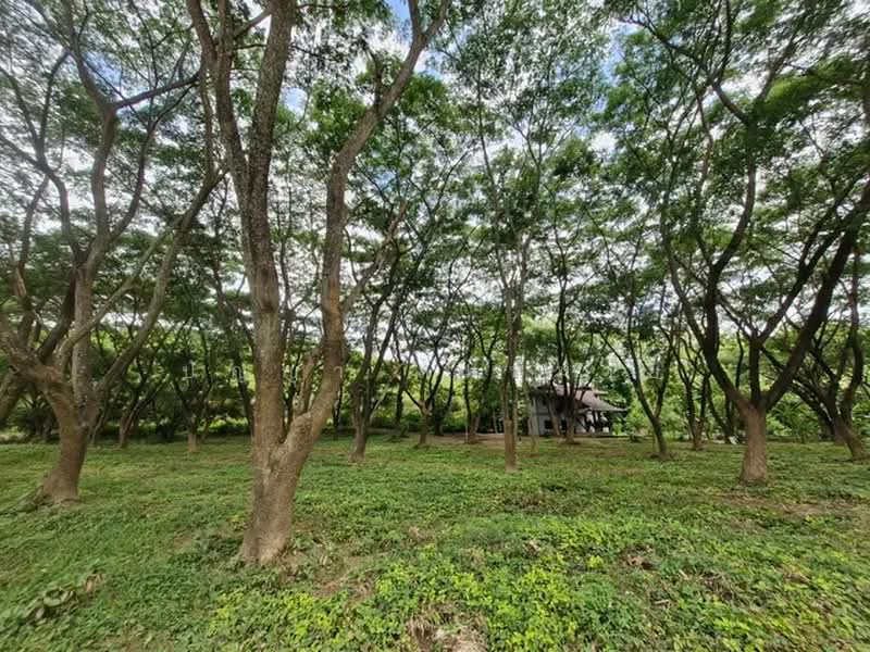 ขายที่ดินพร้อมบ้าน 2 ชั้น ไผ่โทน จังหวัดแพร่, Phrae, Phi Thon, Rong Kwang, Phrae, , 9,508 sqm, Land For Sale, by ปัญญา สมหมาย, 500377277 - DDproperty.com