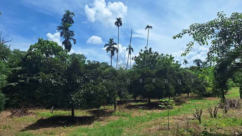 Blue Butterfly Organic Farm, Rayong, Klaeng, Muang Rayong, Rayong, , 27,200 sqm, Land For Sale, by รัชชานนท์ สุขสมบูรณ์, 500378242 - DDproperty.com