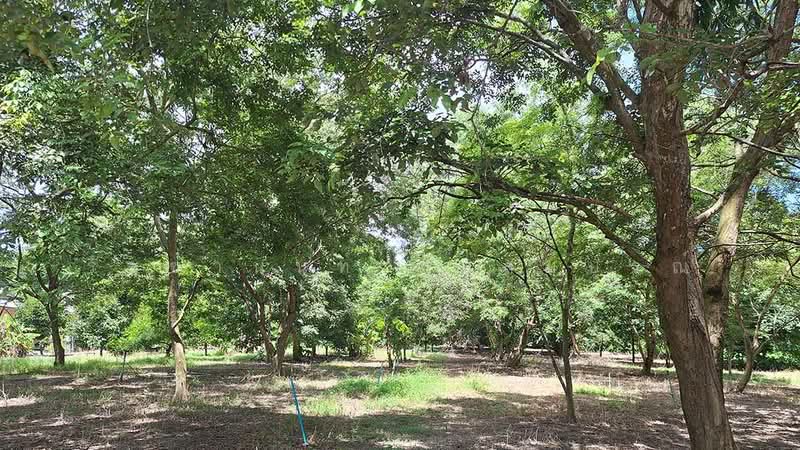 สวนผลไม้ออร์แกนิค บ้านเพ สวนสน, ระยอง, แกลง, เมืองระยอง, ระยอง, 27,200 ตร.ม., ที่ดิน ขาย, โดย รัชชานนท์ สุขสมบูรณ์, 500378242 - DDproperty.com