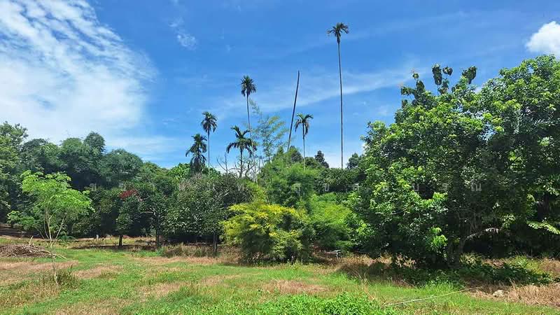 สวนผลไม้ออร์แกนิค บ้านเพ สวนสน, ระยอง, แกลง, เมืองระยอง, ระยอง, 27,200 ตร.ม., ที่ดิน ขาย, โดย รัชชานนท์ สุขสมบูรณ์, 500378242 - DDproperty.com