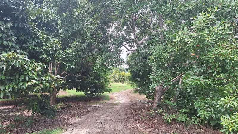 Blue Butterfly Organic Farm, Rayong, Klaeng, Muang Rayong, Rayong, , 27,200 sqm, Land For Sale, by รัชชานนท์ สุขสมบูรณ์, 500378242 - DDproperty.com