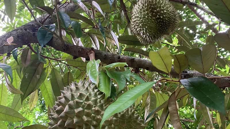 Blue Butterfly Organic Farm, Rayong, Klaeng, Muang Rayong, Rayong, , 27,200 sqm, Land For Sale, by รัชชานนท์ สุขสมบูรณ์, 500378242 - DDproperty.com