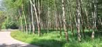 ที่ดินสำหรับขาย พร้อมสวนยางพารา, ระยอง