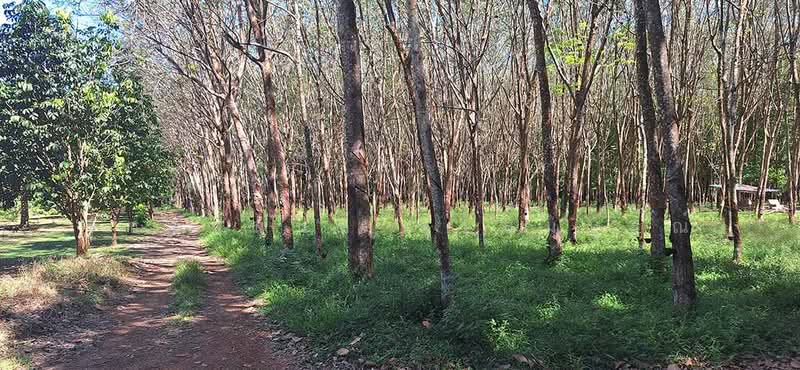 Land for Sale – Rubber Tree, Rayong, Chak Don, Klaeng, Rayong, , 21,488 sqm, Land For Sale, by รัชชานนท์ สุขสมบูรณ์, 500378276 - DDproperty.com