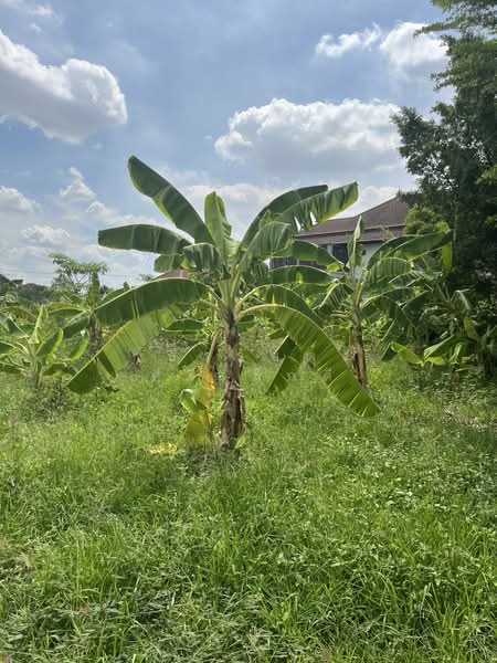 Land at Bangkok Kreetha 18, Intersection 3, Bangkok, ซอย กรุงเทพกรีฑา 18 แยก 3, Saphan Sung, Saphan Sung, Bangkok, , 1,600 sqm, Land For Sale, by ธีรรัชต์ ศรีเล็กดี, 500379344 - DDproperty.com