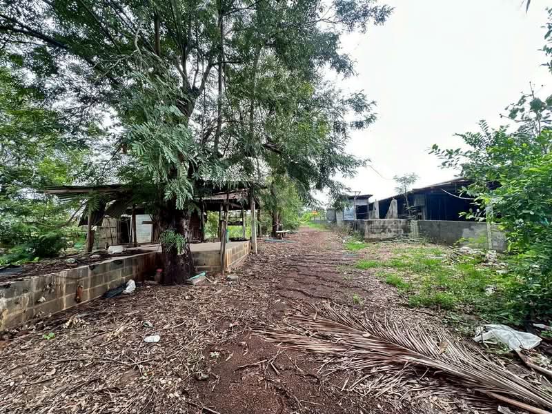 นอกโครงการร้อยเอ็ด, ร้อยเอ็ด, หัวช้าง, จตุรพักตรพิมาน, ร้อยเอ็ด, 380 ตร.ม., บ้านเดี่ยว ขาย, โดย คุณแจม, 500380998 - DDproperty.com