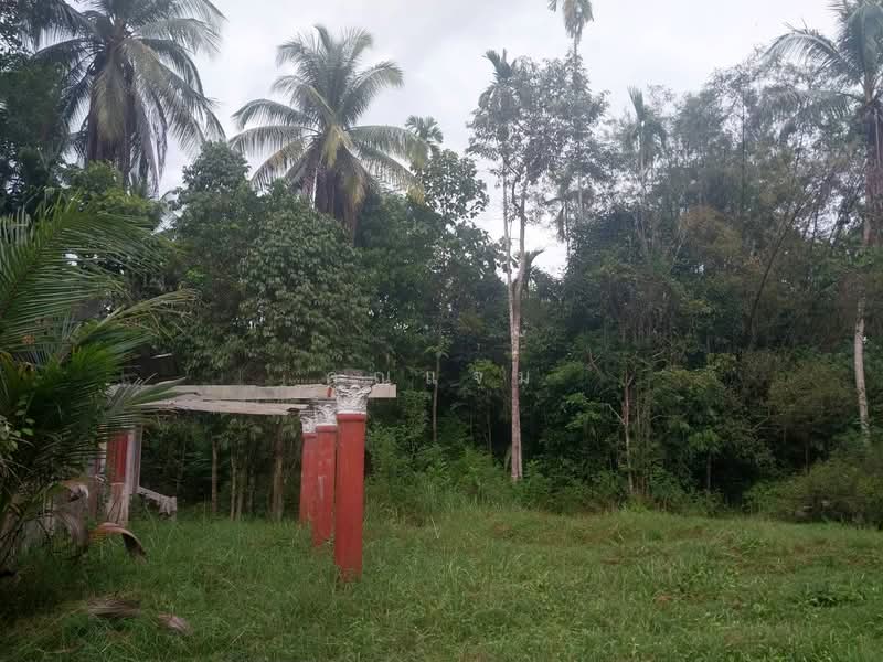 ที่ดินว่างเปล่านราธิวาส, Narathiwat, Lochut, Waeng, Narathiwat, , 104 sqm, Land For Sale, by คุณแจม, 500381336 - DDproperty.com