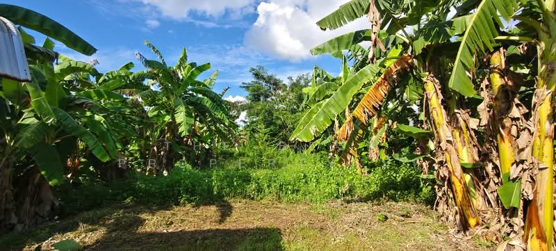 ที่ดินท่าเรือ นครศรีธรรมราช, Nakhon Si Thammarat, Tha Rua, Muang Nakhon Sri Thammarat, Nakhon Si Thammarat, , 1,996 sqm, Land For Sale, by The Best Property นัท, 500381372 - DDproperty.com