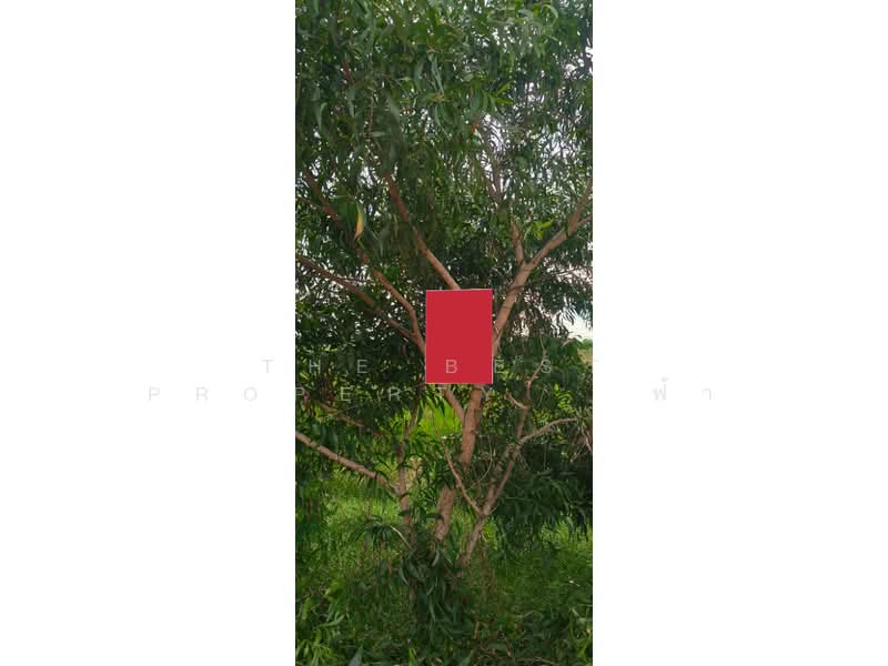 ที่ดินบางคล้า ฉะเชิงเทรา, Chachoengsao, Samet Tai, Bang Khla, Chachoengsao, , 18,216 sqm, Land For Sale, by The Best Property   ฟ้า, 500381706 - DDproperty.com