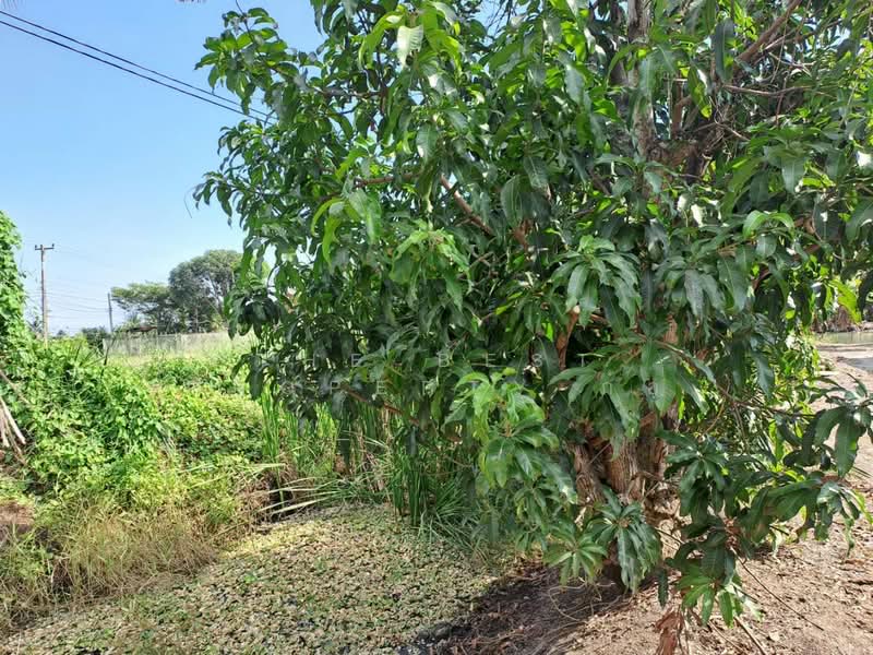 ที่ดินสามพราน นครปฐม, Nakhon Pathom, Khlong Mai, Sam Phran, Nakhon Pathom, , 15,384 sqm, Land For Sale, by The Best Property ก้อ, 500381869 - DDproperty.com