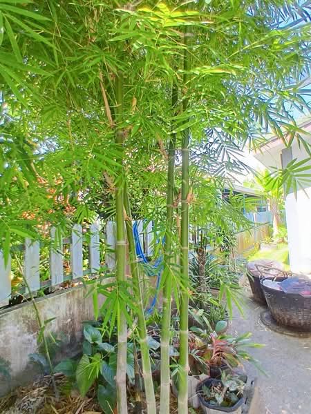 ทวีสุขวิลเลจ 5, Chon Buri (Pattaya), Ta Khian Tia, Bang Lamung (Pattaya), Chon Buri (Pattaya), 2 Bedrooms, 80 sqm, Single Detached House For Sale, by นเรศ สืบสิมมา, 500382759 - DDproperty.com