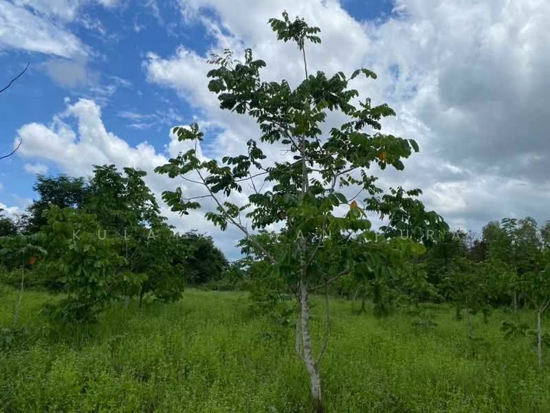 ที่ดินหมู่บ้านหนองแคน ซ.ข้างศูนย์ฮอนด้า ทางทะลุบ้านตาด ต.โนนสูง อ.เมือง จ.อุดรธานี, อุดรธานี, บ้านหนองแคน, โนนสูง, เมืองอุดรธานี, อุดรธานี, 6,564 ตร.ม., ที่ดิน ขาย, โดย Kulaya Thanapura, 500383935 - DDproperty.com