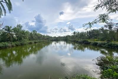 ขาย - ที่ดินท่ายาง ชุมพร, ชุมพร