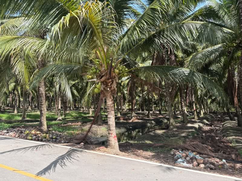 ที่ดินบางคนที สมุทรสงคราม, Samut Songkhram, Chom Pluak, Bang Khon Ti, Samut Songkhram, , 8,264 sqm, Land For Sale, by The Best Property  อ้อ, 500385583 - DDproperty.com