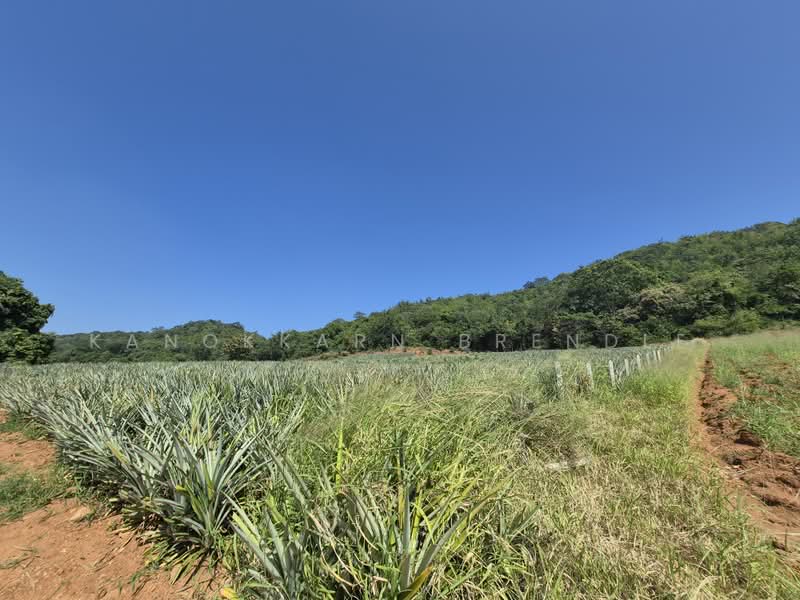 Beautiful 4-Rai Hillside Land for Sale Near Khao Tao Beach, Prachuap Khiri Khan, Wang-Pong, Pran Buri, Prachuap Khiri Khan, , 6,400 sqm, Land For Sale, by Kanokkarn Brendle, 500386468 - DDproperty.com