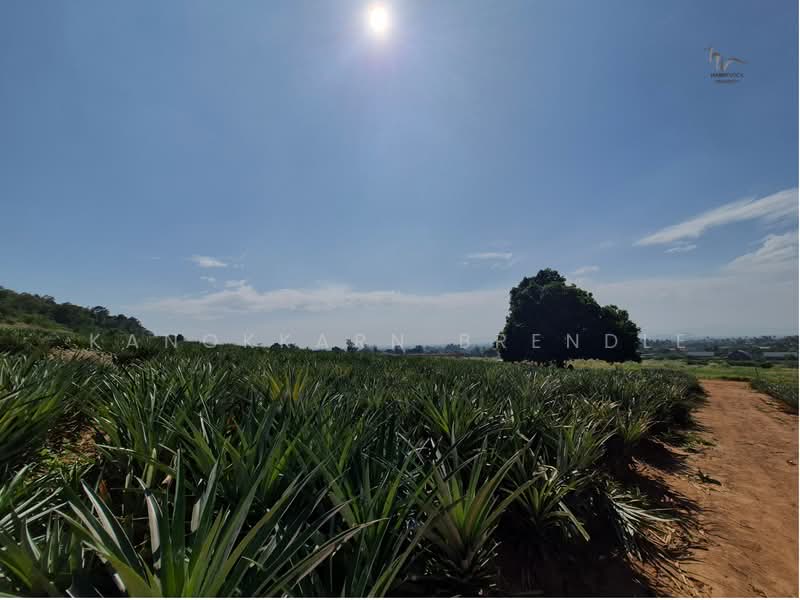 Beautiful 4-Rai Hillside Land for Sale Near Khao Tao Beach, Prachuap Khiri Khan, Wang-Pong, Pran Buri, Prachuap Khiri Khan, , 6,400 sqm, Land For Sale, by Kanokkarn Brendle, 500386468 - DDproperty.com