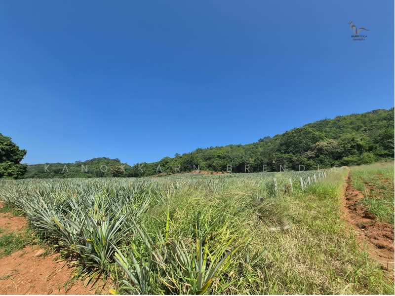 Beautiful 4-Rai Hillside Land for Sale Near Khao Tao Beach, Prachuap Khiri Khan, Wang-Pong, Pran Buri, Prachuap Khiri Khan, , 6,400 sqm, Land For Sale, by Kanokkarn Brendle, 500386468 - DDproperty.com