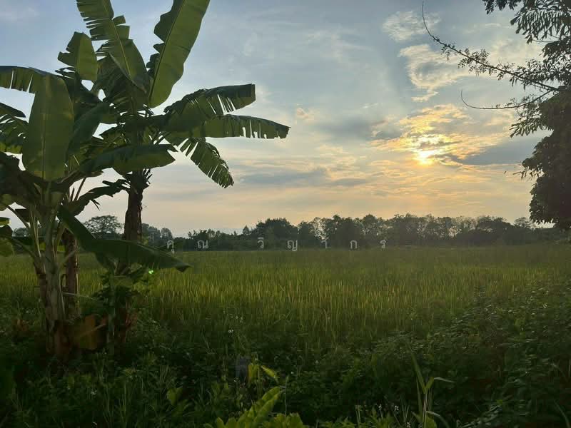 ขายที่ดินสวย บ้านร้องขี้เหล็ก ติดถนน ติดน้ำไหลตลอดปี ทำเลศักยภาพสูง (วงแหวนรอบ 4 ตัดผ่านที่ดิน), Chiang Mai, Choeng Doi, Doi Saket, Chiang Mai, , 11,108 sqm, Land For Sale, by คุณ วิญากร, 500389208 - DDproperty.com