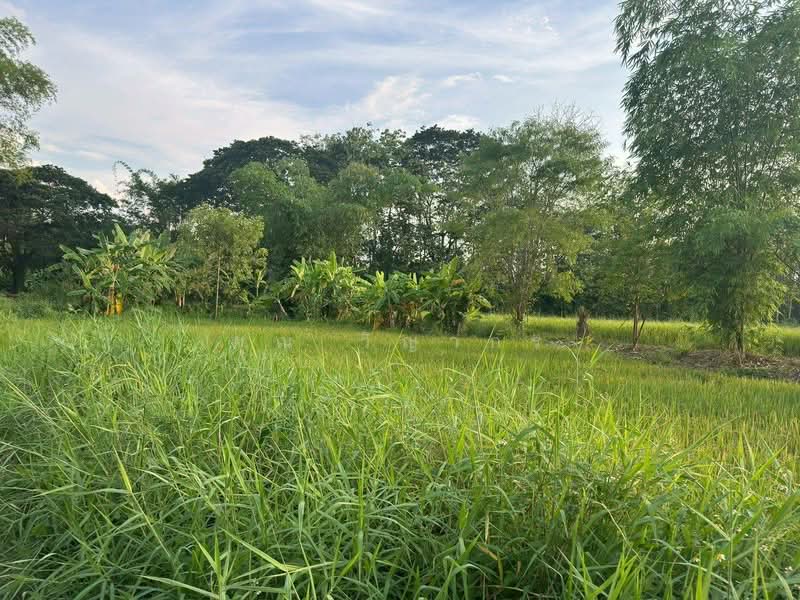ขายที่ดินสวย บ้านร้องขี้เหล็ก ติดถนน ติดน้ำไหลตลอดปี ทำเลศักยภาพสูง (วงแหวนรอบ 4 ตัดผ่านที่ดิน), Chiang Mai, Choeng Doi, Doi Saket, Chiang Mai, , 11,108 sqm, Land For Sale, by คุณ วิญากร, 500389208 - DDproperty.com