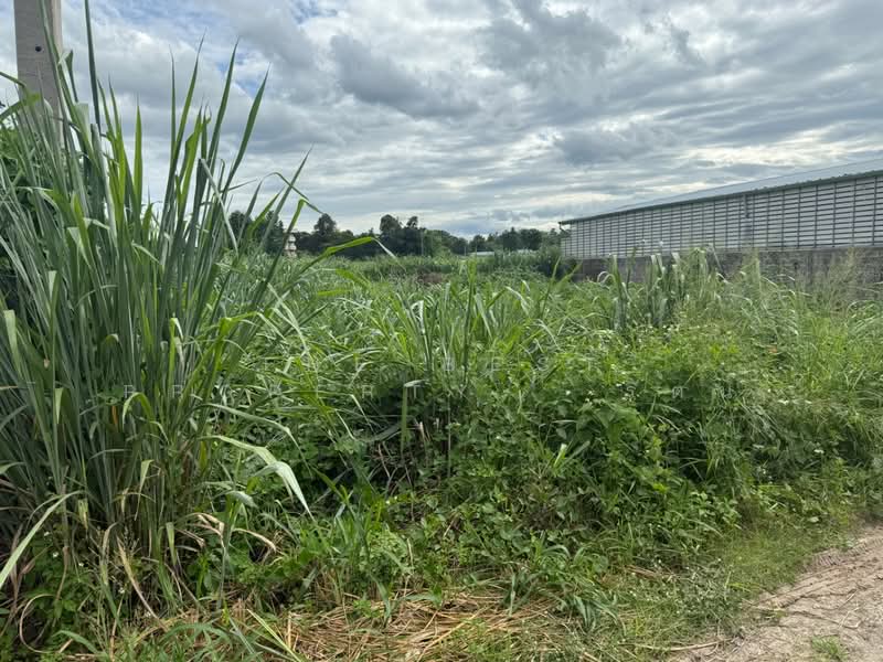 ที่ดินสันป่าตอง เชียงใหม่, Chiang Mai, Yu Wa, San Pa Tong, Chiang Mai, , 876 sqm, Land For Sale, by The Best Property   รัตน์, 500389219 - DDproperty.com