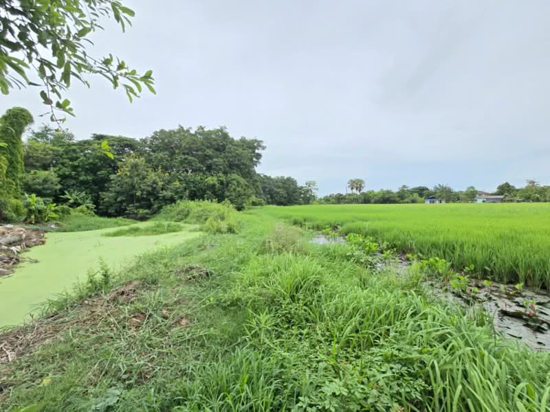 ที่ดินหนองจอก กรุงเทพมหานคร, Bangkok, Nong Chok, Bangkok, , 37,292 sqm, Land For Sale, by The Best Property นก, 500389484 - DDproperty.com