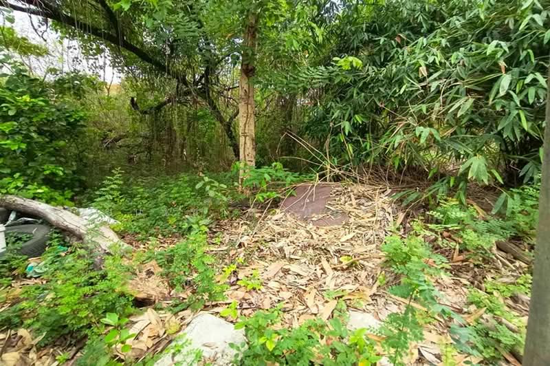 หมู่บ้านสีวลี (รังสิต-นครนายก 50), Pathum Thani, Prachathipat, Thanyaburi, Pathum Thani, , 380 sqm, Land For Sale, by ชนะชาติ นนท์ตา, 500390129 - DDproperty.com