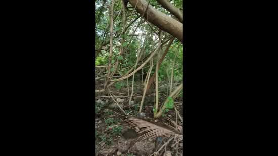 Beachfront Land Plot for Sale on Coconut Island, Phuket, Phuket, Ko Kaeo, Muang Phuket, Phuket, , 1,968 sqm, Land For Sale, by Parinda Sane, 500390371 - DDproperty.com