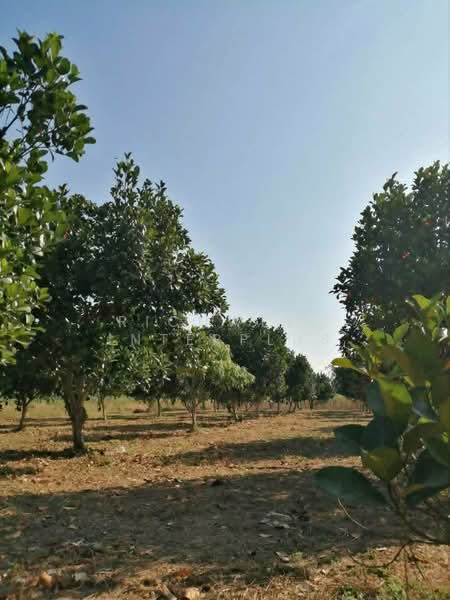 Land for sale, 3 rai, Nong Hiang, Ban Nong Kha Soi 4,, Chon Buri (Pattaya), Nong Hiang, Phanat Nikhom, Chon Buri (Pattaya), , 5,200 sqm, Land For Sale, by RICHWELL INTERPLUS, 500391861 - DDproperty.com