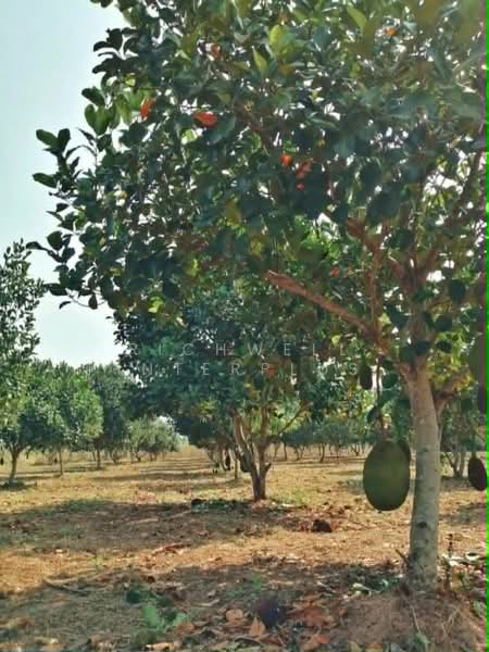 Land for sale, 3 rai, Nong Hiang, Ban Nong Kha Soi 4,, Chon Buri (Pattaya), Nong Hiang, Phanat Nikhom, Chon Buri (Pattaya), , 5,200 sqm, Land For Sale, by RICHWELL INTERPLUS, 500391861 - DDproperty.com