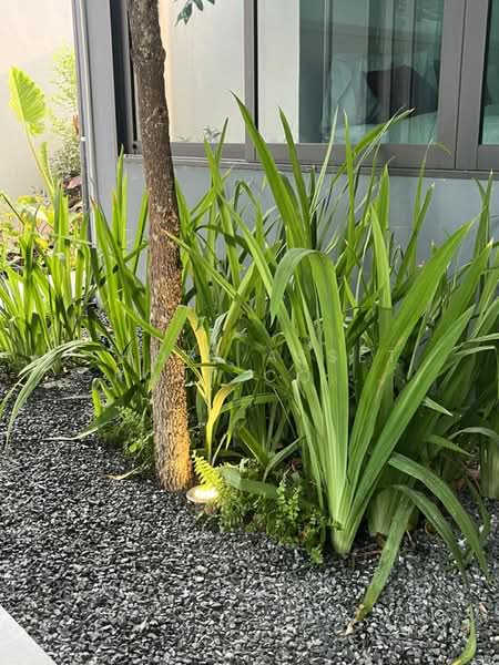 Pool Villa Wang Tan Chiang Mai, Chiang Mai, San Phak Wan, Hang Dong, Chiang Mai, 4 Bedrooms, 320 sqm, Villa For Rent, by Shori Asset Group Co., Ltd., 500392774 - DDproperty.com