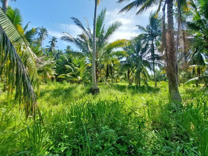 ที่ดินสิชล นครศรีธรรมราช, Nakhon Si Thammarat, Thung Sai, Sichon, Nakhon Si Thammarat, , 3,548 sqm, Land For Sale, by The Best Property อ้อย, 500392940 - DDproperty.com