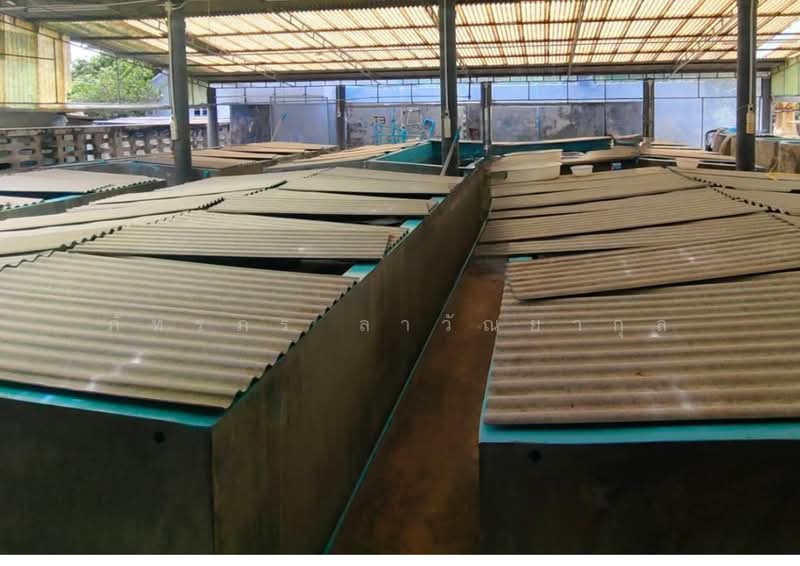 Land with Profitable Shrimp Farm Business for Sale – Nong Mon, Chonburi, Chon Buri (Pattaya), แสนสุข, Mhueng, Muang Chon Buri, Chon Buri (Pattaya), , 3,188 sqm, Land For Sale, by ภัทรภร ลาวัณยากุล, 500393697 - DDproperty.com