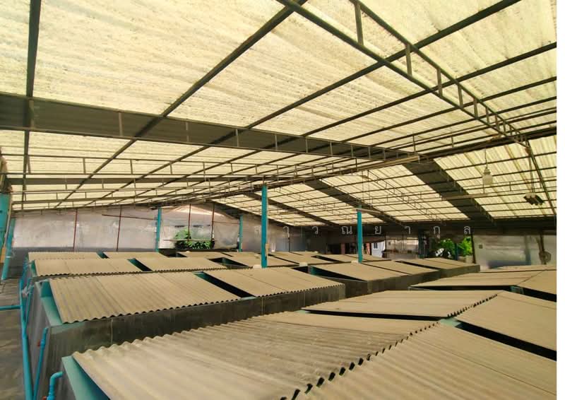 Land with Profitable Shrimp Farm Business for Sale – Nong Mon, Chonburi, Chon Buri (Pattaya), แสนสุข, Mhueng, Muang Chon Buri, Chon Buri (Pattaya), , 3,188 sqm, Land For Sale, by ภัทรภร ลาวัณยากุล, 500393697 - DDproperty.com