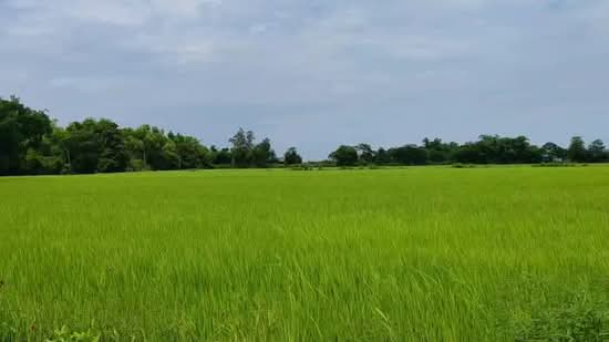ขายที่ดิน บ้านนา นครนายก, นครนายก, บางอ้อ, บ้านนา, นครนายก, 43,712 ตร.ม., ที่ดิน ขาย, โดย ภัทรภร ลาวัณยากุล, 500393828 - DDproperty.com
