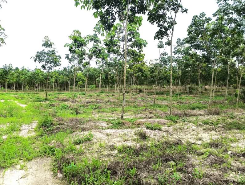 ที่ดินวังจันทร์ ระยอง, Rayong, Plong Ta Iam, Wang Chan, Rayong, , 10,768 sqm, Land For Sale, by The Best Property แบงค์, 500394458 - DDproperty.com