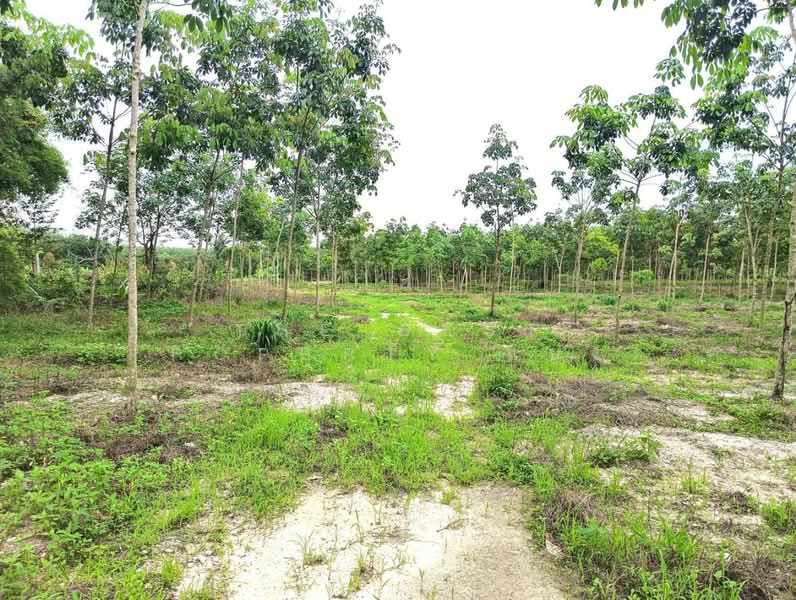 ที่ดินวังจันทร์ ระยอง, Rayong, Plong Ta Iam, Wang Chan, Rayong, , 10,768 sqm, Land For Sale, by The Best Property แบงค์, 500394458 - DDproperty.com